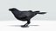 CROW - BLENDER