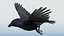 CROW - BLENDER
