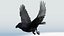 CROW - BLENDER