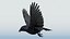 CROW - BLENDER