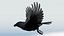 CROW - BLENDER