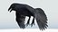 CROW - BLENDER