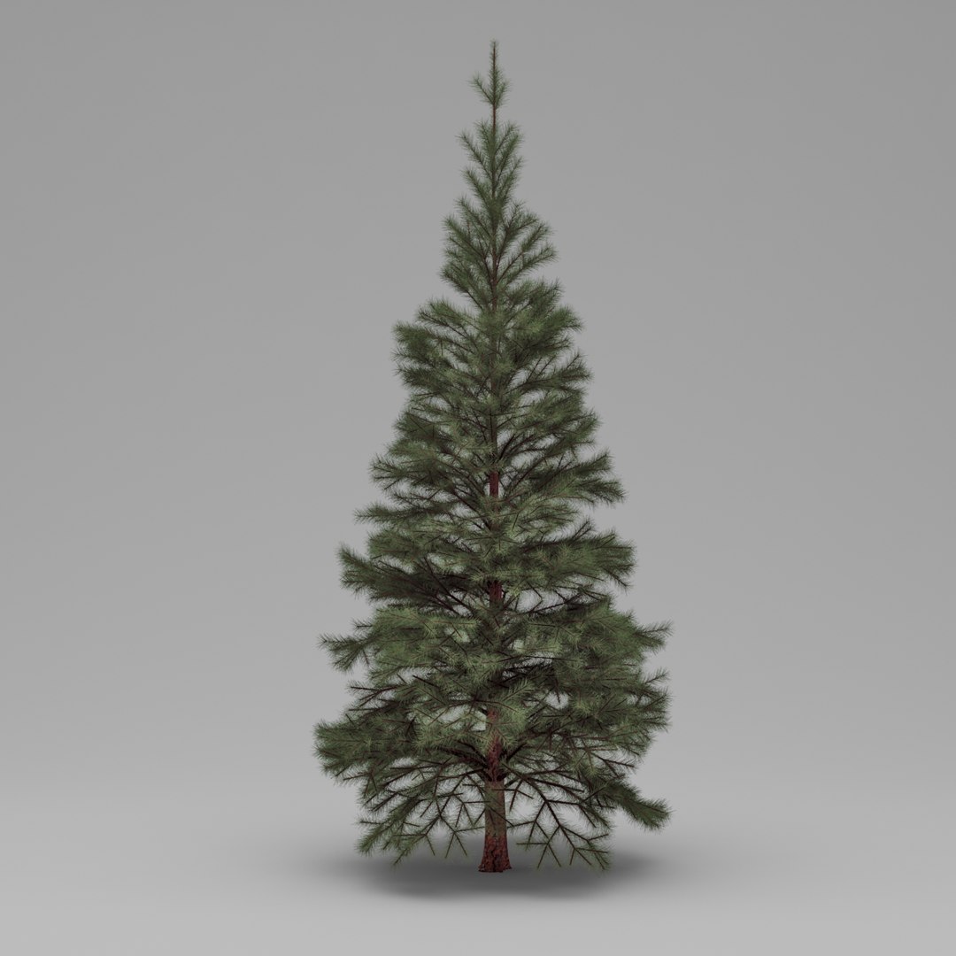 conifer 01 3d model