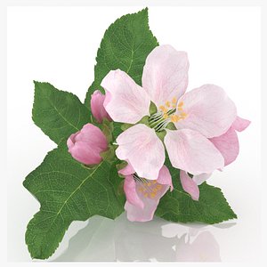 apple flower pink model