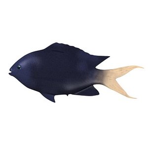 tropical fish 3d model