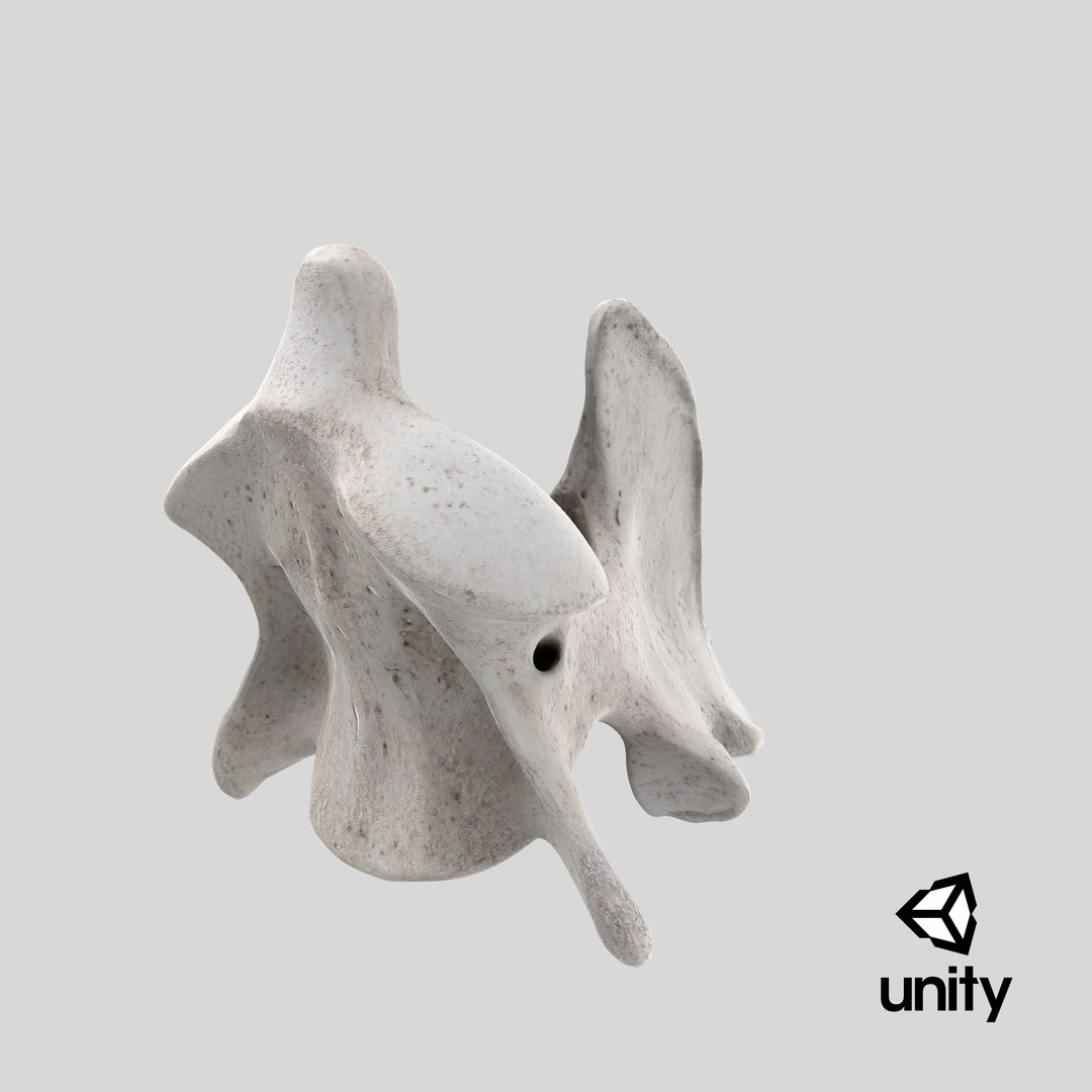 Bear Ursus Cervical Vertebrae C2 Axis 01 3D model https://p.turbosquid.com/ts-thumb/ox/38Srt0/P1/stemcell_unity_render/png/1694413615/1920x1080/fit_q87/a9b2186089963e8123c6d91dc08e0226d142a47c/stemcell_unity_render.jpg