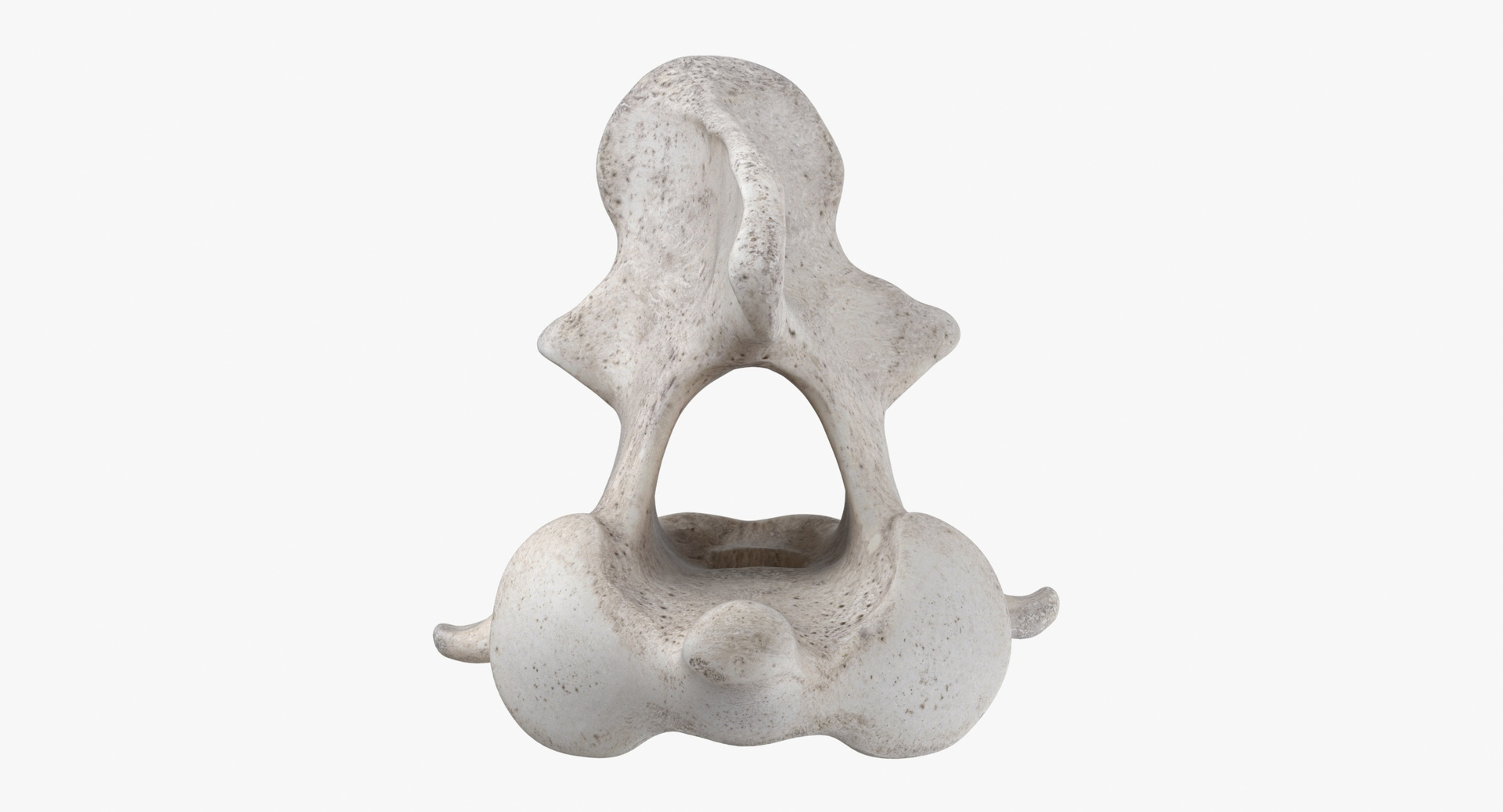 Bear Ursus Cervical Vertebrae C2 Axis 01 3D model https://p.turbosquid.com/ts-thumb/ox/38Srt0/uH/z0000/jpg/1694161944/1920x1080/turn_fit_q99/b4aa6fc5c04167ac3db88d2e0459fa94db55a68b/z0000-1.jpg