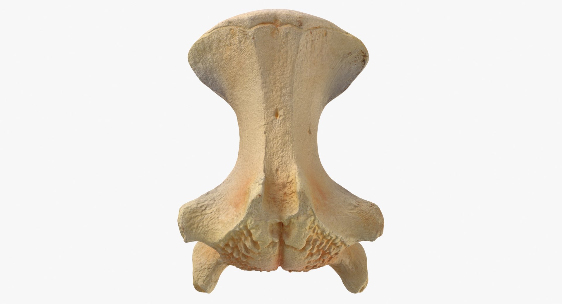 3D Kangaroo Red Necked Wallaby Caudal Vertebrae Cd2 https://p.turbosquid.com/ts-thumb/ox/7Vw30E/1D/kangaroo_wallaby_notamacropus_caudal_vertebrae_cd2_thumbnail_0007/jpg/1683302447/1920x1080/fit_q87/3cd34a3d5748aa7da42d472d16b76561cf26aa2d/kangaroo_wallaby_notamacropus_caudal_vertebrae_cd2_thumbnail_0007.jpg