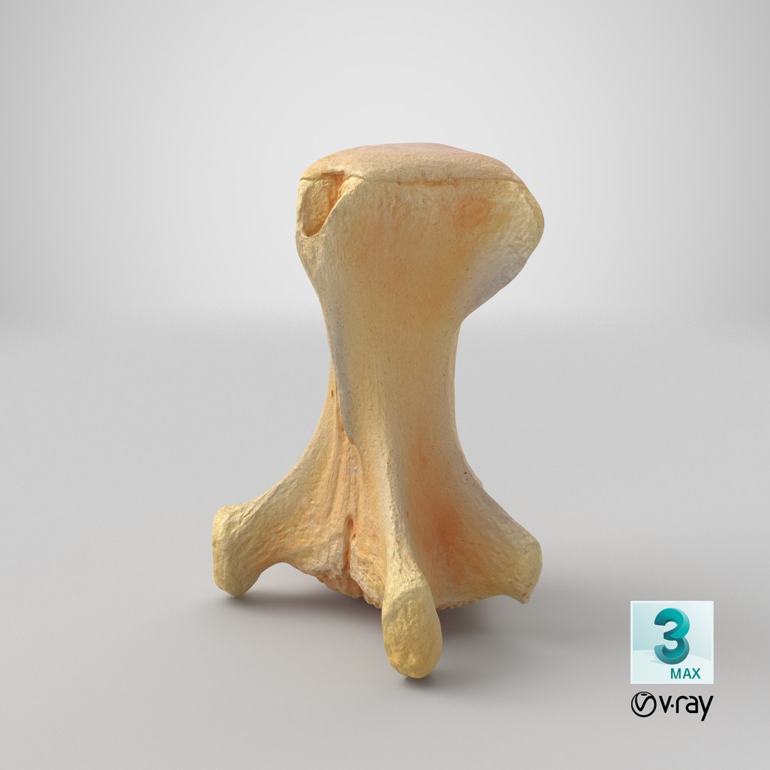 3D Kangaroo Red Necked Wallaby Caudal Vertebrae Cd2 https://p.turbosquid.com/ts-thumb/ox/7Vw30E/Ec/stemcell_max_vray_render/png/1684477755/1920x1080/fit_q87/2ddc16ae1516fb643d04cc9aafea53076272c933/stemcell_max_vray_render.jpg