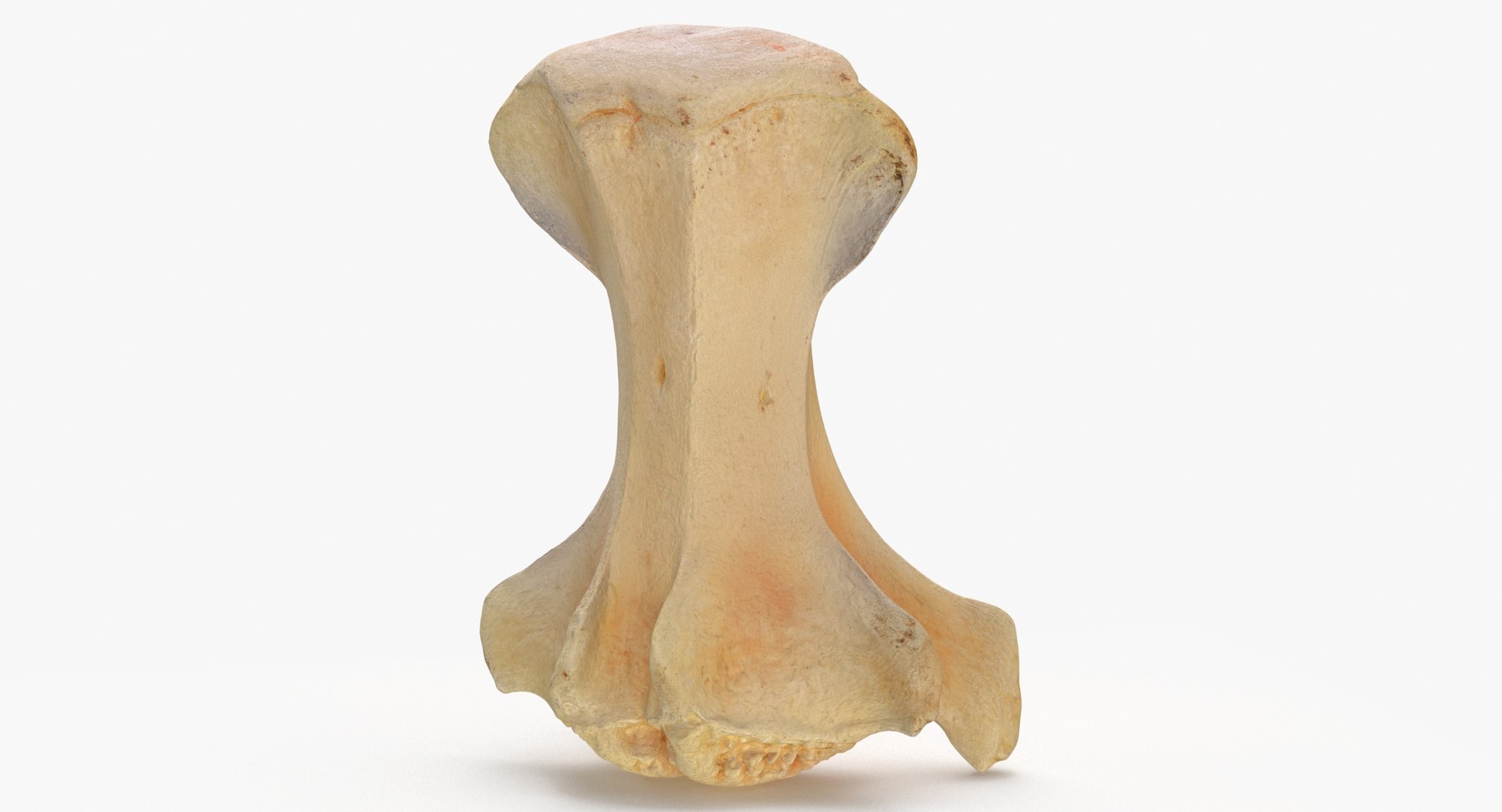 3D Kangaroo Red Necked Wallaby Caudal Vertebrae Cd2 https://p.turbosquid.com/ts-thumb/ox/7Vw30E/Ru/kangaroo_wallaby_notamacropus_caudal_vertebrae_cd2_thumbnail_0005/jpg/1683302440/1920x1080/fit_q87/81ae8c7c011d0565421bac9bed1e21f052817a05/kangaroo_wallaby_notamacropus_caudal_vertebrae_cd2_thumbnail_0005.jpg