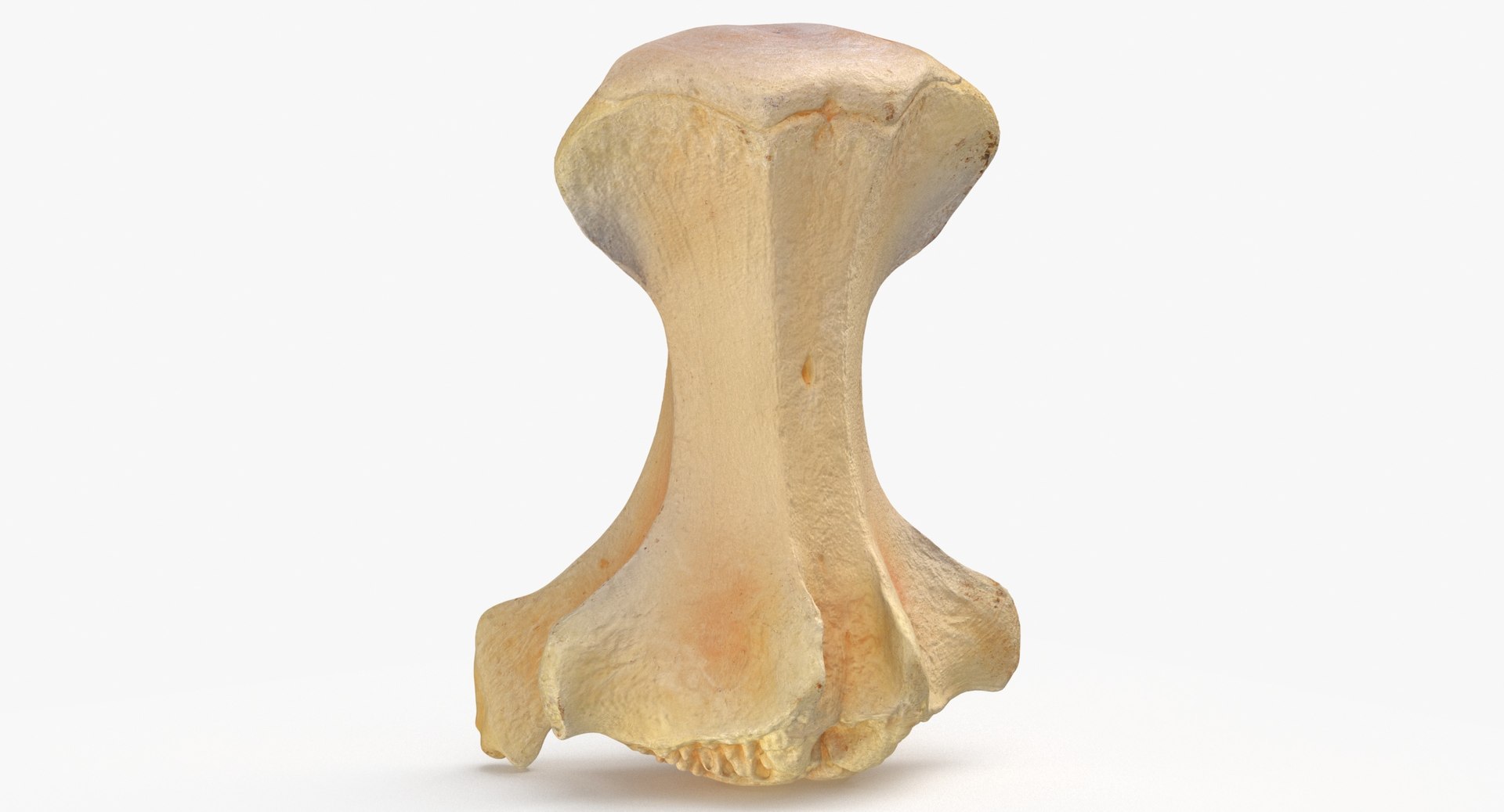 3D Kangaroo Red Necked Wallaby Caudal Vertebrae Cd2 https://p.turbosquid.com/ts-thumb/ox/7Vw30E/UA/kangaroo_wallaby_notamacropus_caudal_vertebrae_cd2_thumbnail_0004/jpg/1683302436/1920x1080/fit_q87/98764ca9e5b6d58c7ee0eb85d5ca7d594b70b527/kangaroo_wallaby_notamacropus_caudal_vertebrae_cd2_thumbnail_0004.jpg