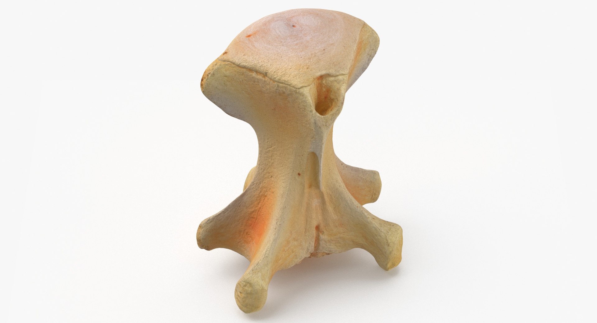 3D Kangaroo Red Necked Wallaby Caudal Vertebrae Cd2 https://p.turbosquid.com/ts-thumb/ox/7Vw30E/zy/kangaroo_wallaby_notamacropus_caudal_vertebrae_cd2_thumbnail_0002/jpg/1683302341/1920x1080/fit_q87/ff14c54e50f7130e3db1dbca74705fc633556010/kangaroo_wallaby_notamacropus_caudal_vertebrae_cd2_thumbnail_0002.jpg