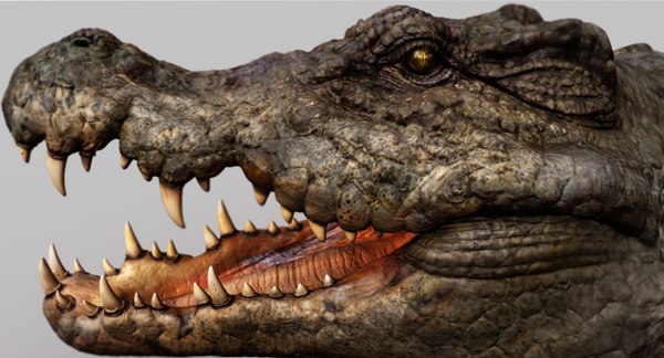 3D crocodile