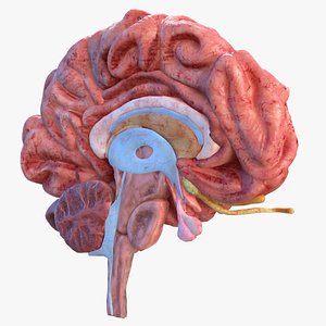 Human Brain Anatomy Section