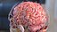 3D human brain anatomy section
