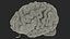 3D human brain anatomy section
