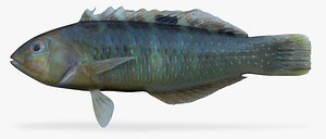 banded wrasse 3d model