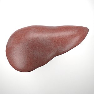 3D model liver