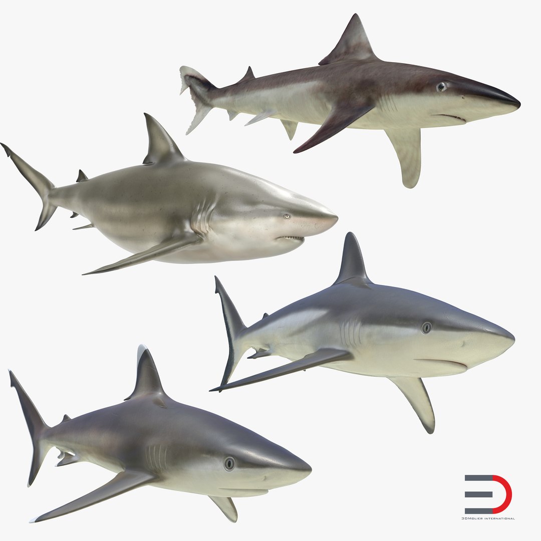 Sharks Collection 4 3D model preview