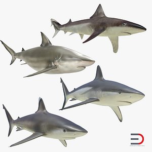 3d sharks 4