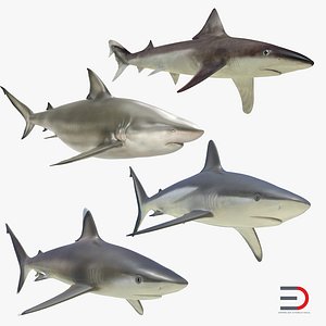 Sharks Collection 4