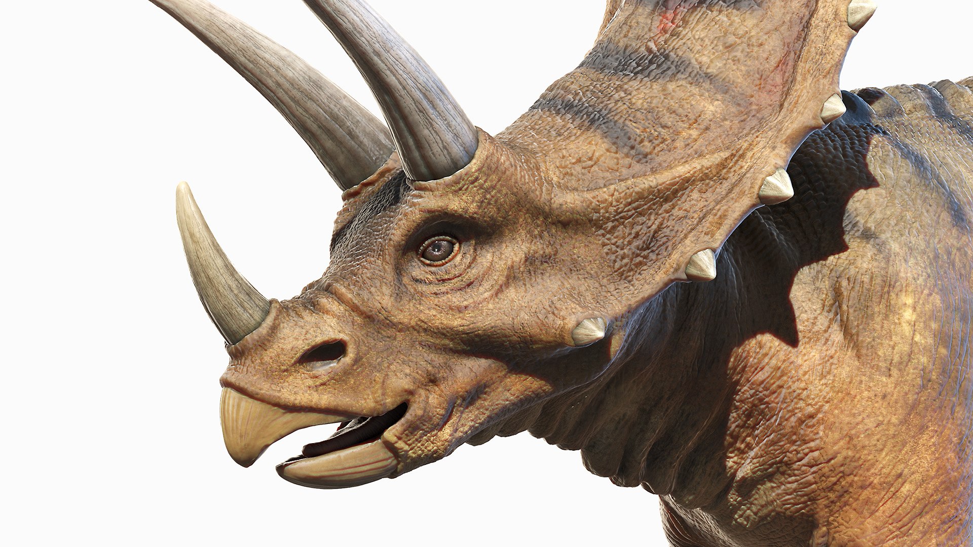 Dinopack XXL Static 3D model https://p.turbosquid.com/ts-thumb/ox/j0S7ab/Ap/pentaceratops0005/jpg/1623158220/1920x1080/fit_q87/357d1e9148b0daa85bf98b18f991c30444968863/pentaceratops0005.jpg
