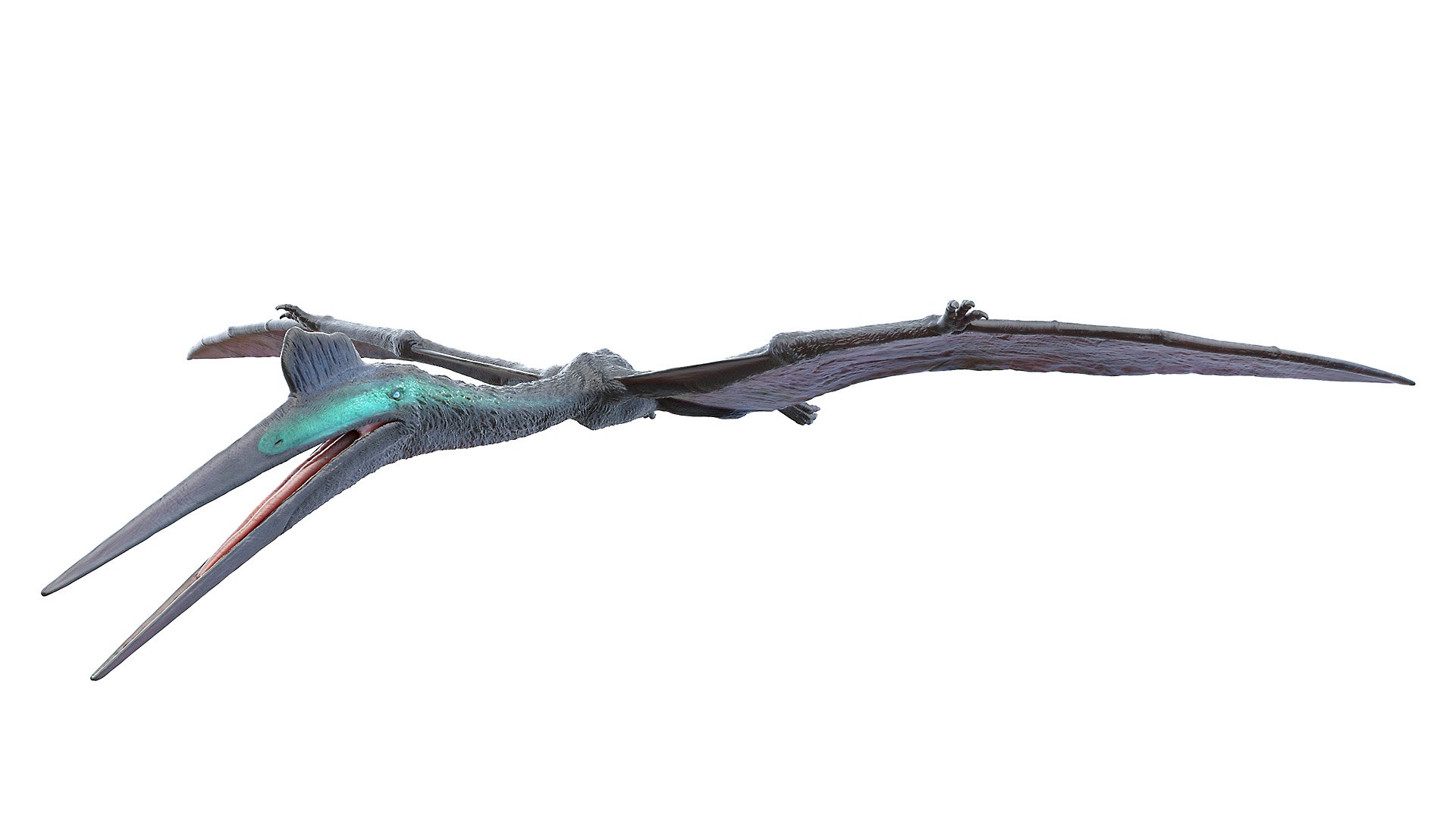 Dinopack XXL Static 3D model https://p.turbosquid.com/ts-thumb/ox/j0S7ab/FH/quetzalcoatlus0005/jpg/1623158397/1920x1080/fit_q87/bf6994c9b532394951c050a2b77b8917a4e3531a/quetzalcoatlus0005.jpg