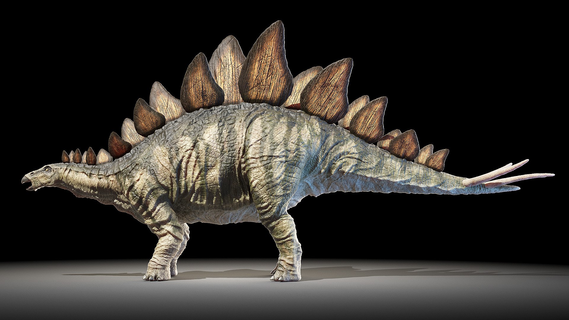 Dinopack XXL Static 3D model https://p.turbosquid.com/ts-thumb/ox/j0S7ab/Iz/stegosaurus0000/jpg/1623160788/1920x1080/fit_q87/2c3f3e5384f646c590f70fe8d4fceb03097dcd12/stegosaurus0000.jpg