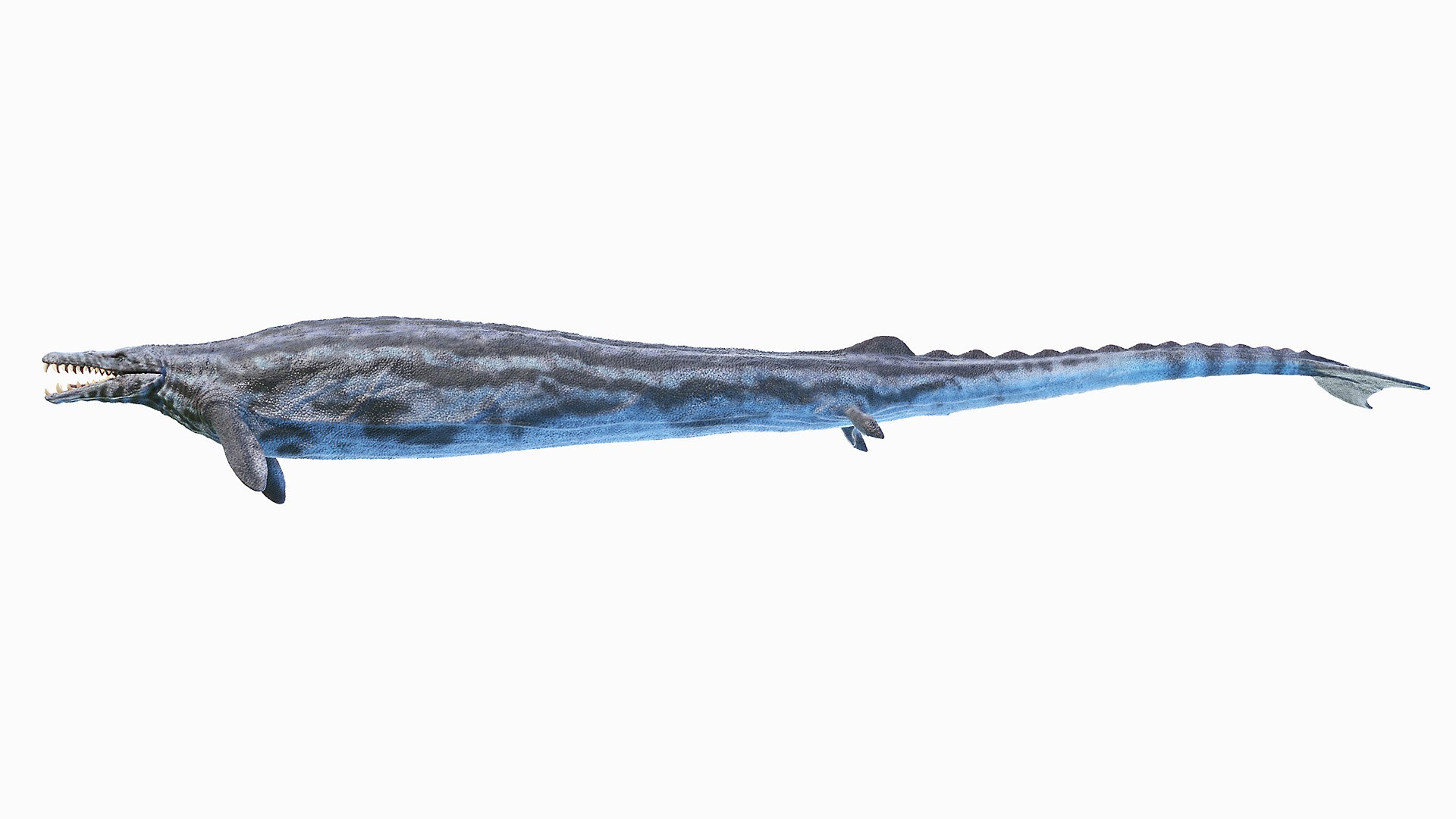 Dinopack XXL Static 3D model https://p.turbosquid.com/ts-thumb/ox/j0S7ab/JN/basilosaurus0003/jpg/1623138964/1920x1080/fit_q87/2b25b6e215ca15d0b8af8f4b9882fb1d29c9a025/basilosaurus0003.jpg