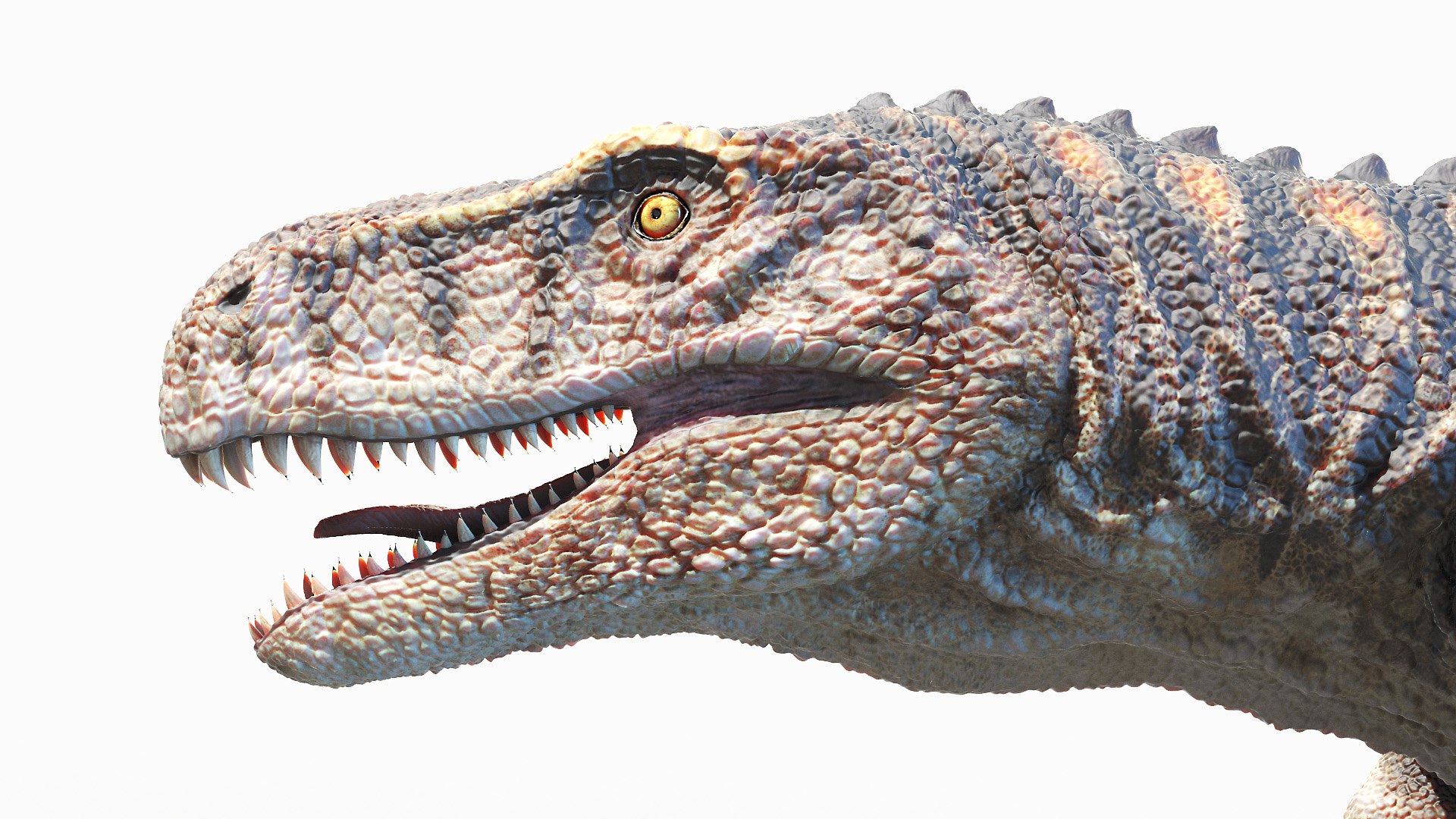 Dinopack XXL Static 3D model https://p.turbosquid.com/ts-thumb/ox/j0S7ab/MI/euparkeria0004/jpg/1623152066/1920x1080/fit_q87/3fc673773b067230317faafe3a9f30a4fce39251/euparkeria0004.jpg