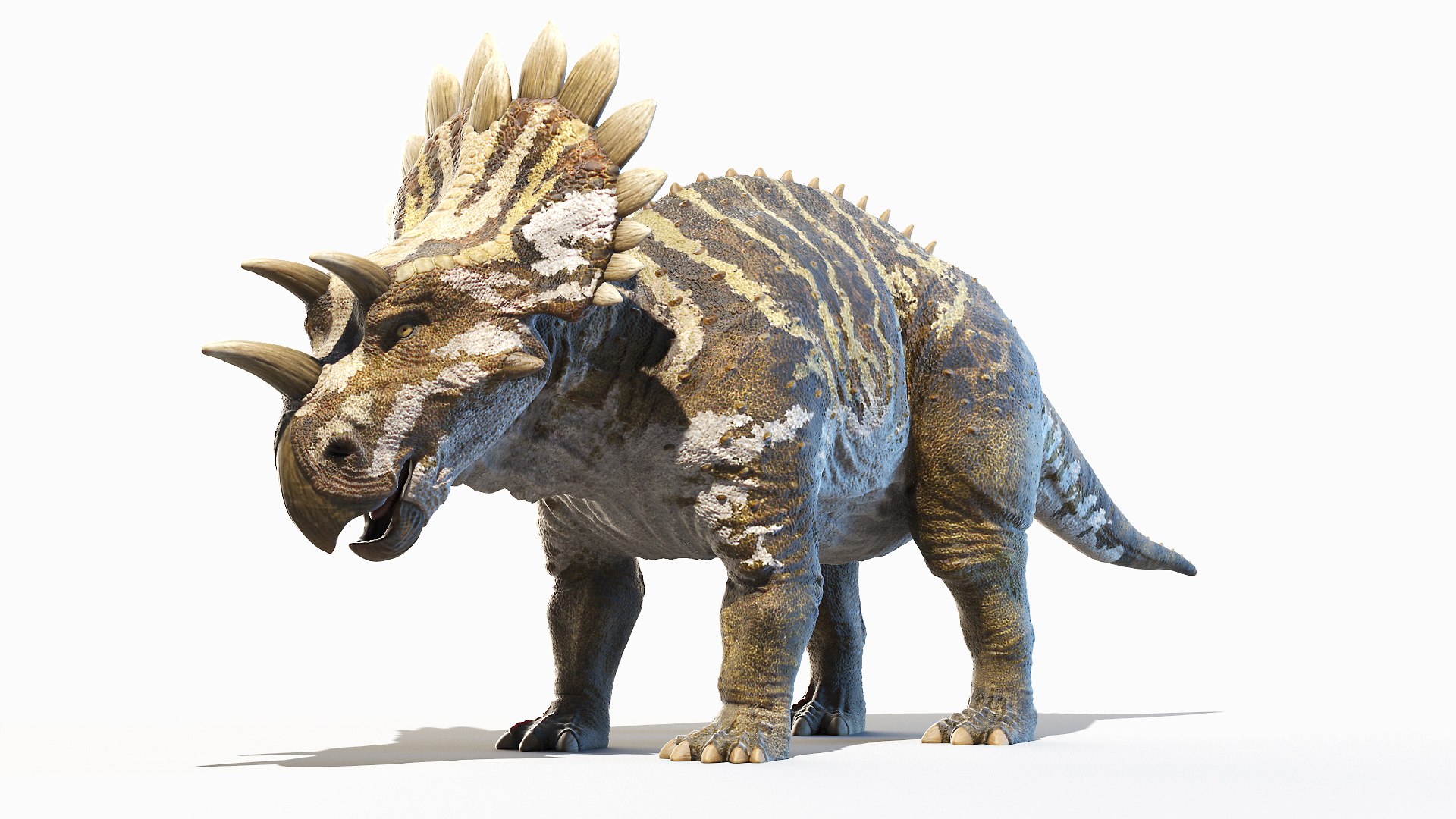 Dinopack XXL Static 3D model https://p.turbosquid.com/ts-thumb/ox/j0S7ab/Md/regaliceratops0000/jpg/1623158543/1920x1080/fit_q87/bc86d9ac4fea8847f0135fb1c7b7870edf02ec85/regaliceratops0000.jpg