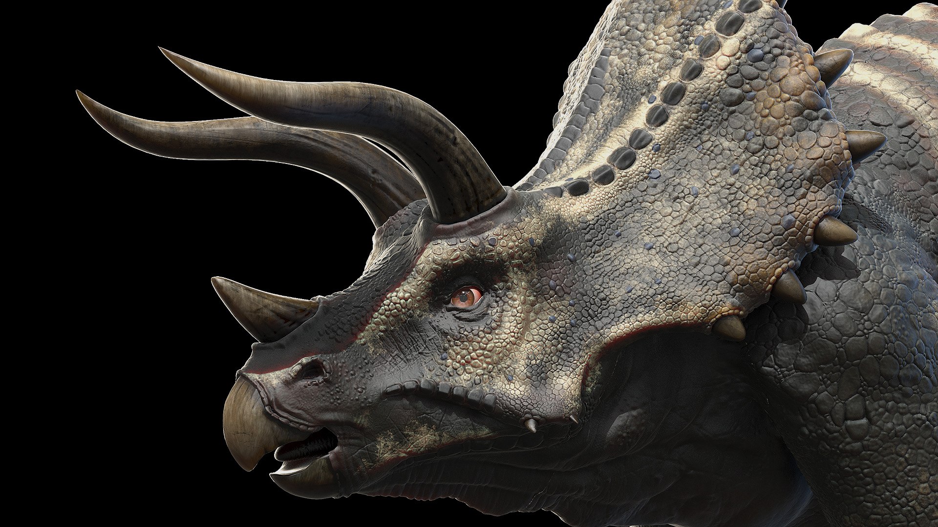Dinopack XXL Static 3D model https://p.turbosquid.com/ts-thumb/ox/j0S7ab/ND/triceratops0006/jpg/1623161136/1920x1080/fit_q87/0b55a4e3e73b735c888606b3fdeae89cfafc0164/triceratops0006.jpg