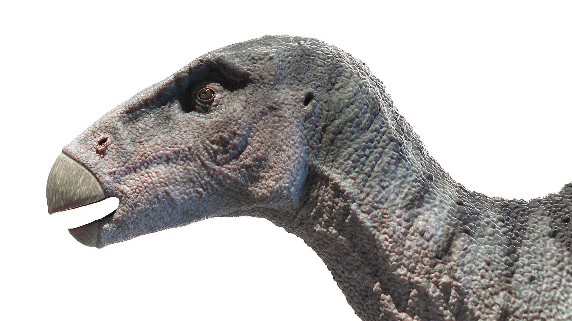 Dinopack XXL Static 3D model https://p.turbosquid.com/ts-thumb/ox/j0S7ab/Qj/iguanodon0005/jpg/1623152391/1920x1080/fit_q87/8a6216c1053250322679011f5927bfdf6bd2e79a/iguanodon0005.jpg