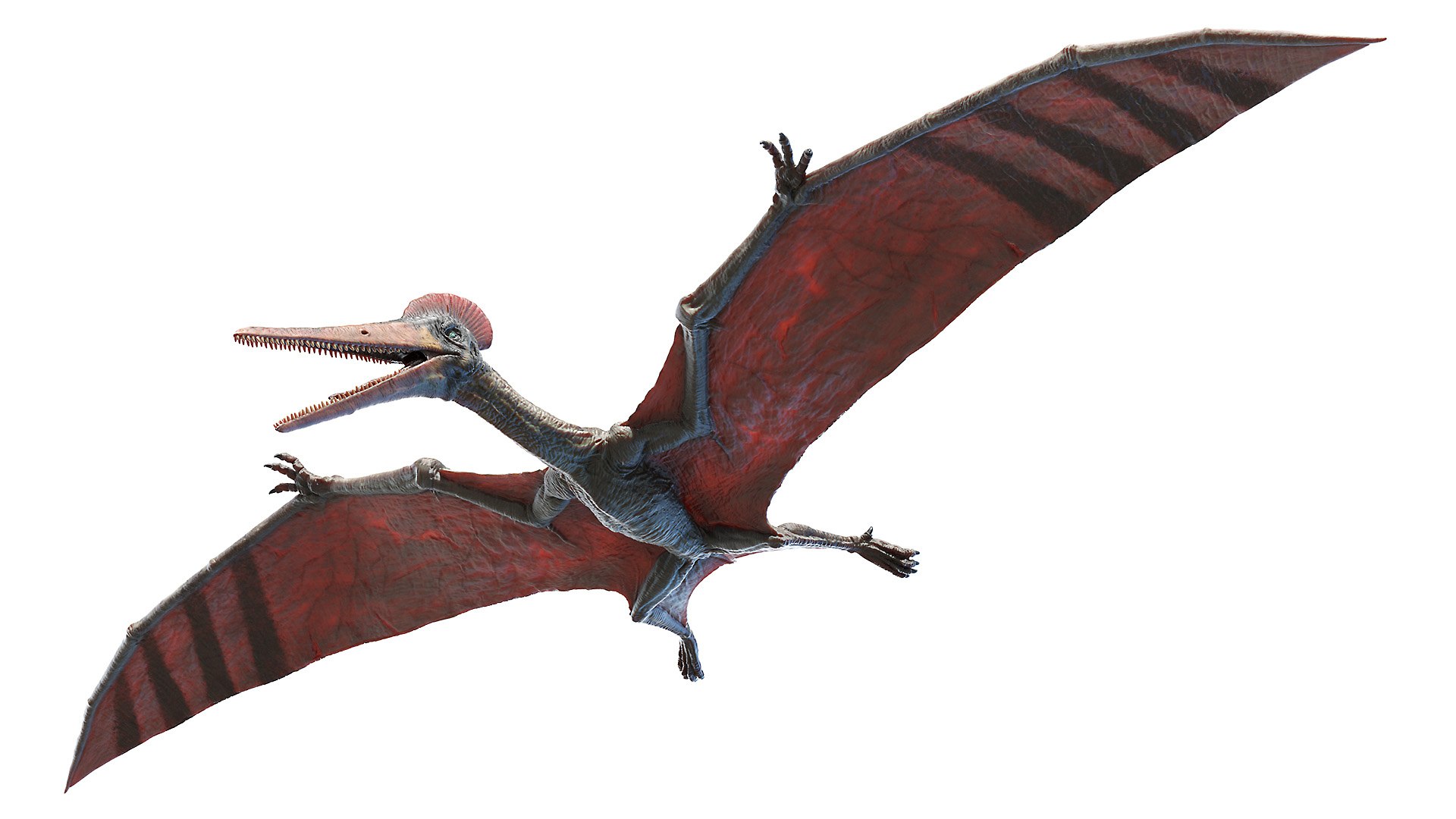 Dinopack XXL Static 3D model https://p.turbosquid.com/ts-thumb/ox/j0S7ab/eX/pterodactyl0000/jpg/1623158340/1920x1080/fit_q87/065345450b6e3e568d64762988d998a24d53282b/pterodactyl0000.jpg