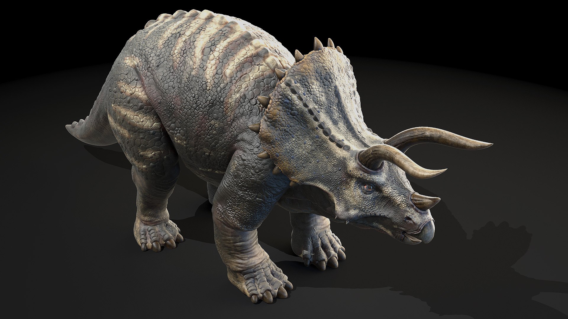Dinopack XXL Static 3D model https://p.turbosquid.com/ts-thumb/ox/j0S7ab/fm/triceratops0003/jpg/1623161135/1920x1080/fit_q87/6c198dde5a7422ba614a5fbaf53005b53f46cc0c/triceratops0003.jpg
