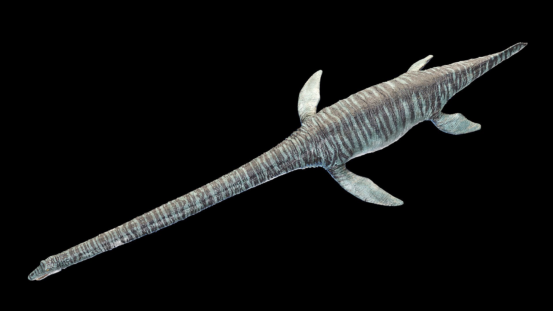 Dinopack XXL Static 3D model https://p.turbosquid.com/ts-thumb/ox/j0S7ab/fx/elasmosaurus0002/jpg/1623151524/1920x1080/fit_q87/efde44596c881642e5d43bf648a601568f070b68/elasmosaurus0002.jpg