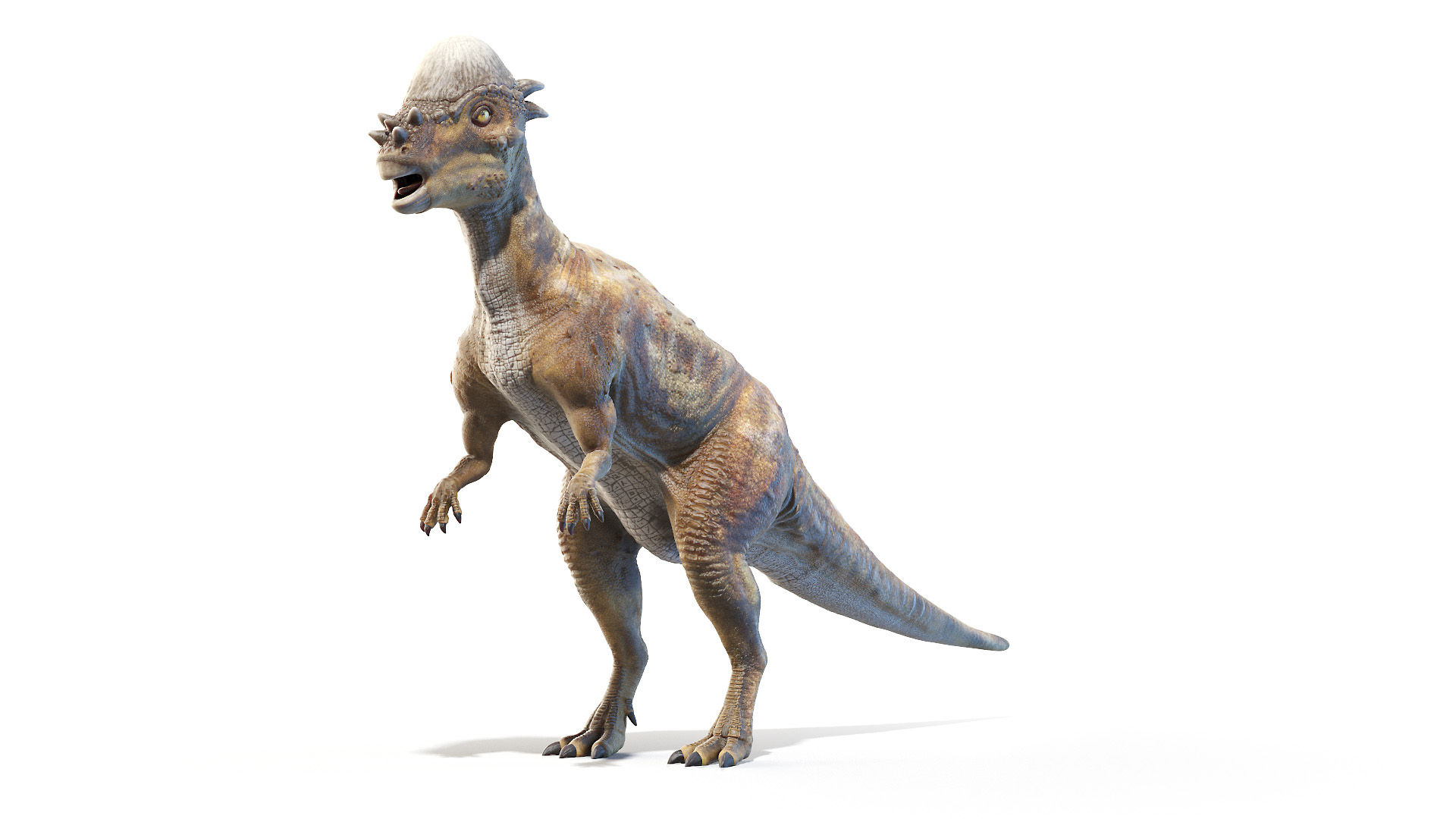 Dinopack XXL Static 3D model https://p.turbosquid.com/ts-thumb/ox/j0S7ab/hA/pachycephalosaurus_turntable/jpg/1623080551/1920x1080/turn_fit_q99/893186de2f2d21715cf8adbd92f1f6ea4e979240/pachycephalosaurus_turntable-1.jpg