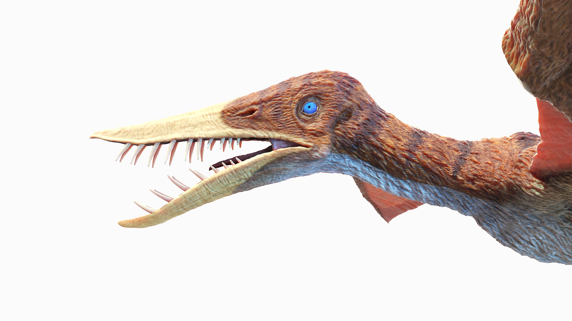 Dinopack XXL Static 3D model https://p.turbosquid.com/ts-thumb/ox/j0S7ab/hL/rhamphorhynchus0005/jpg/1623158809/1920x1080/fit_q87/6bef018c38e7eeb87f9ae88d1549eb6b09776ad1/rhamphorhynchus0005.jpg