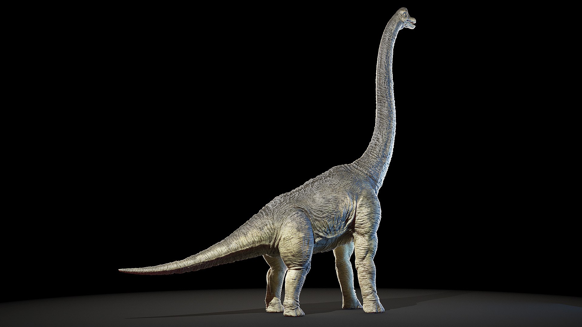 Dinopack XXL Static 3D model https://p.turbosquid.com/ts-thumb/ox/j0S7ab/lQ/brachiosaurus0004/jpg/1623140377/1920x1080/fit_q87/3cb5a508a346f8ef4f00abc56d86f232fe25ed89/brachiosaurus0004.jpg