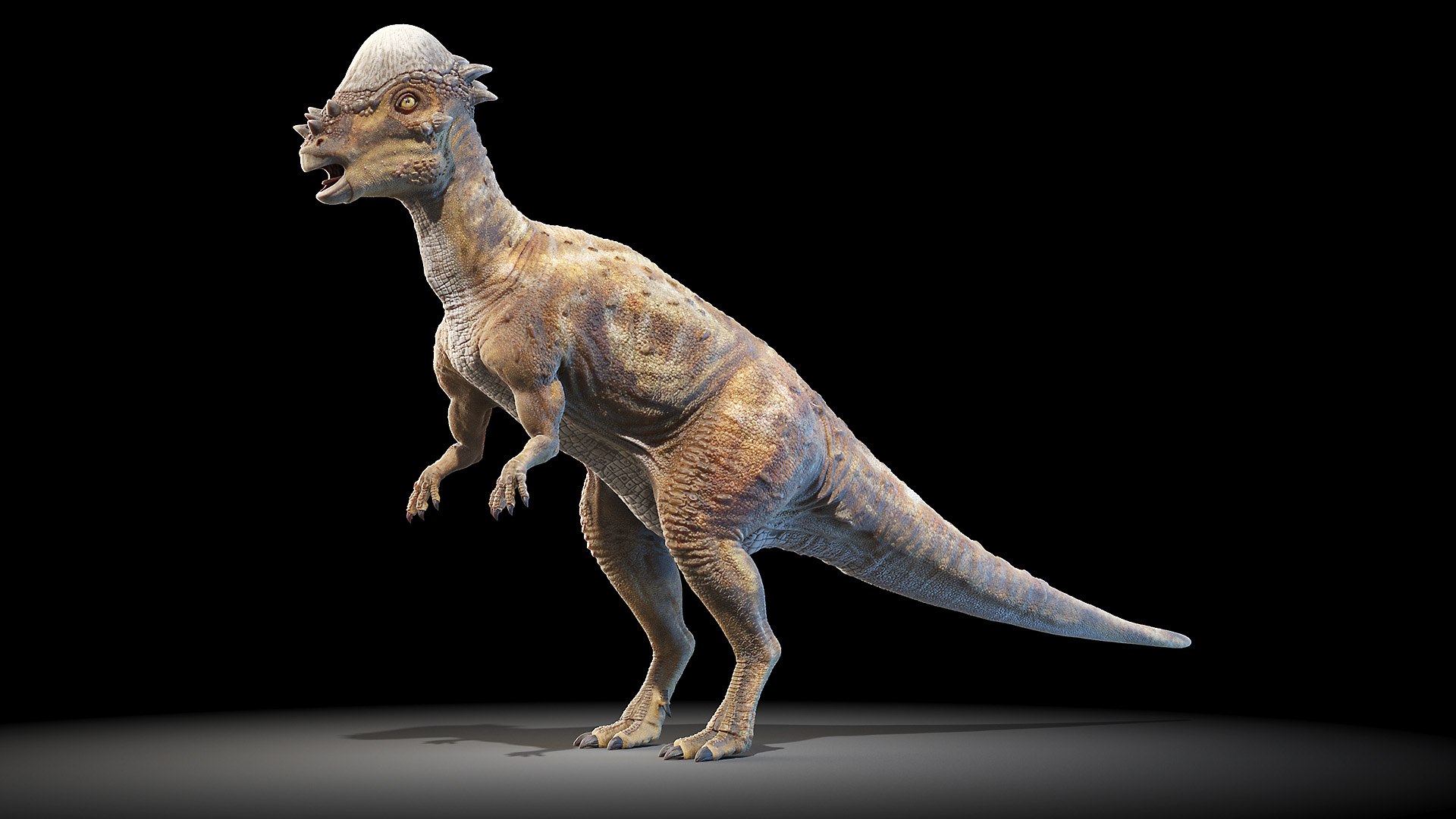 Dinopack XXL Static 3D model https://p.turbosquid.com/ts-thumb/ox/j0S7ab/qL/pachycephalosaurus0000/jpg/1623158006/1920x1080/fit_q87/bbfe958316c38f6a5b5a6952a78d1242c8b3031d/pachycephalosaurus0000.jpg