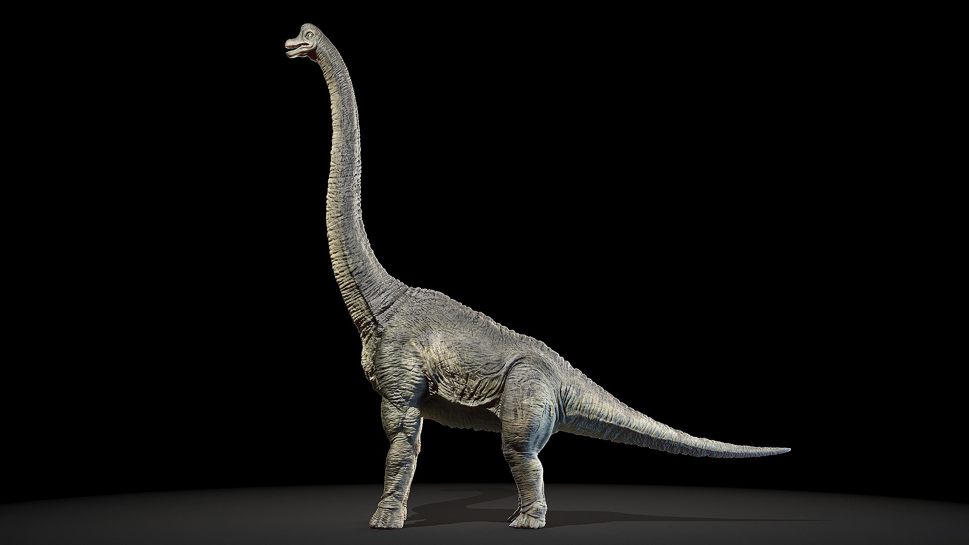 Dinopack XXL Static 3D model https://p.turbosquid.com/ts-thumb/ox/j0S7ab/rp/brachiosaurus0000/jpg/1623140376/1920x1080/fit_q87/eb376f5ba747120719b39bd3888a055145492e44/brachiosaurus0000.jpg