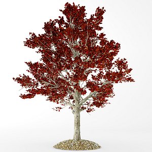 3D red maple