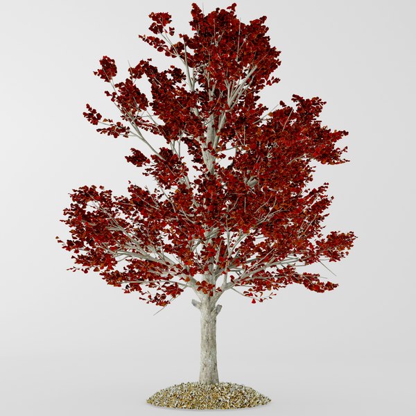3D red maple - TurboSquid 1336670