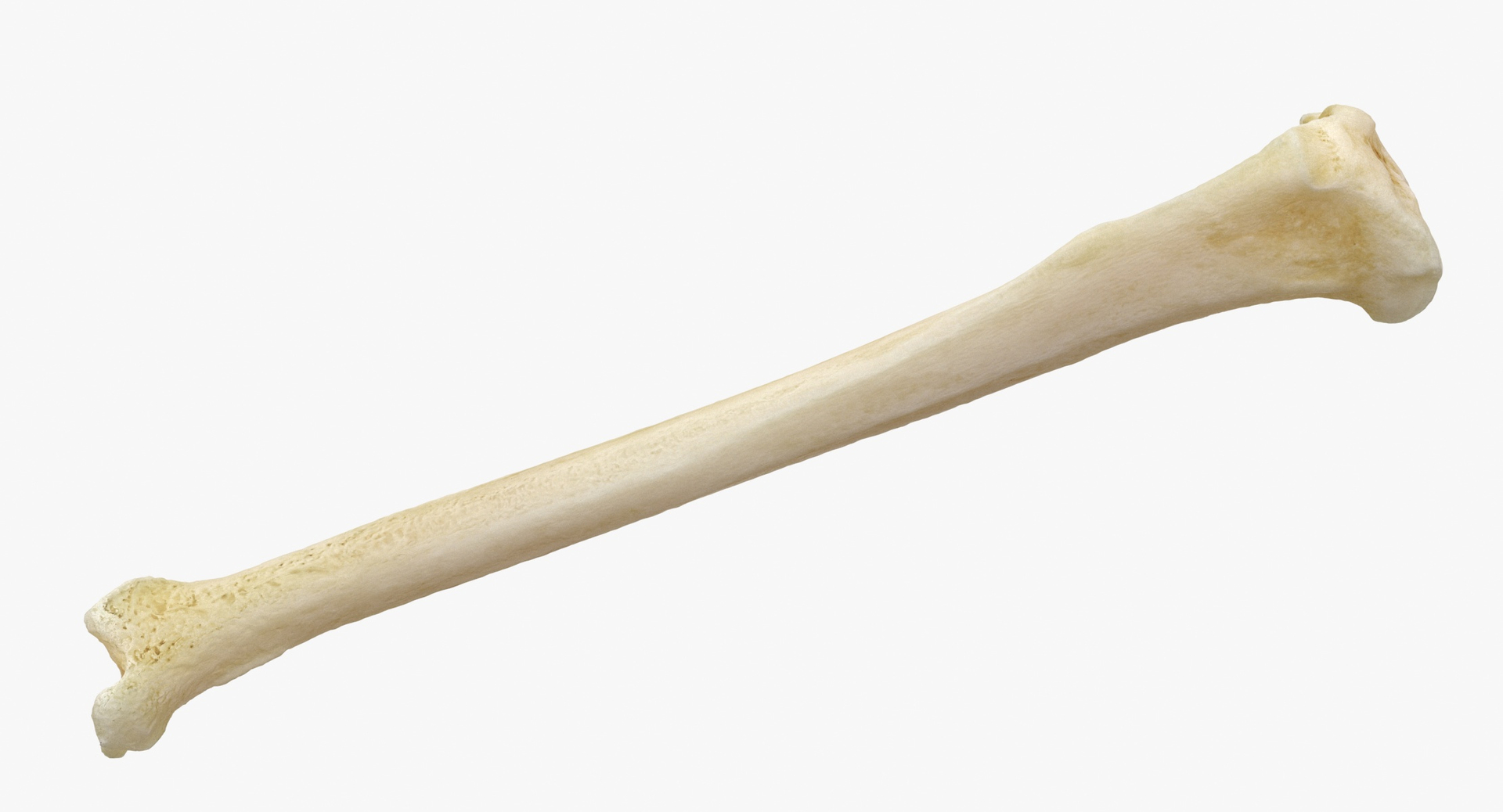 3D Model Domestic Cat Tibia Bone - TurboSquid 1588655