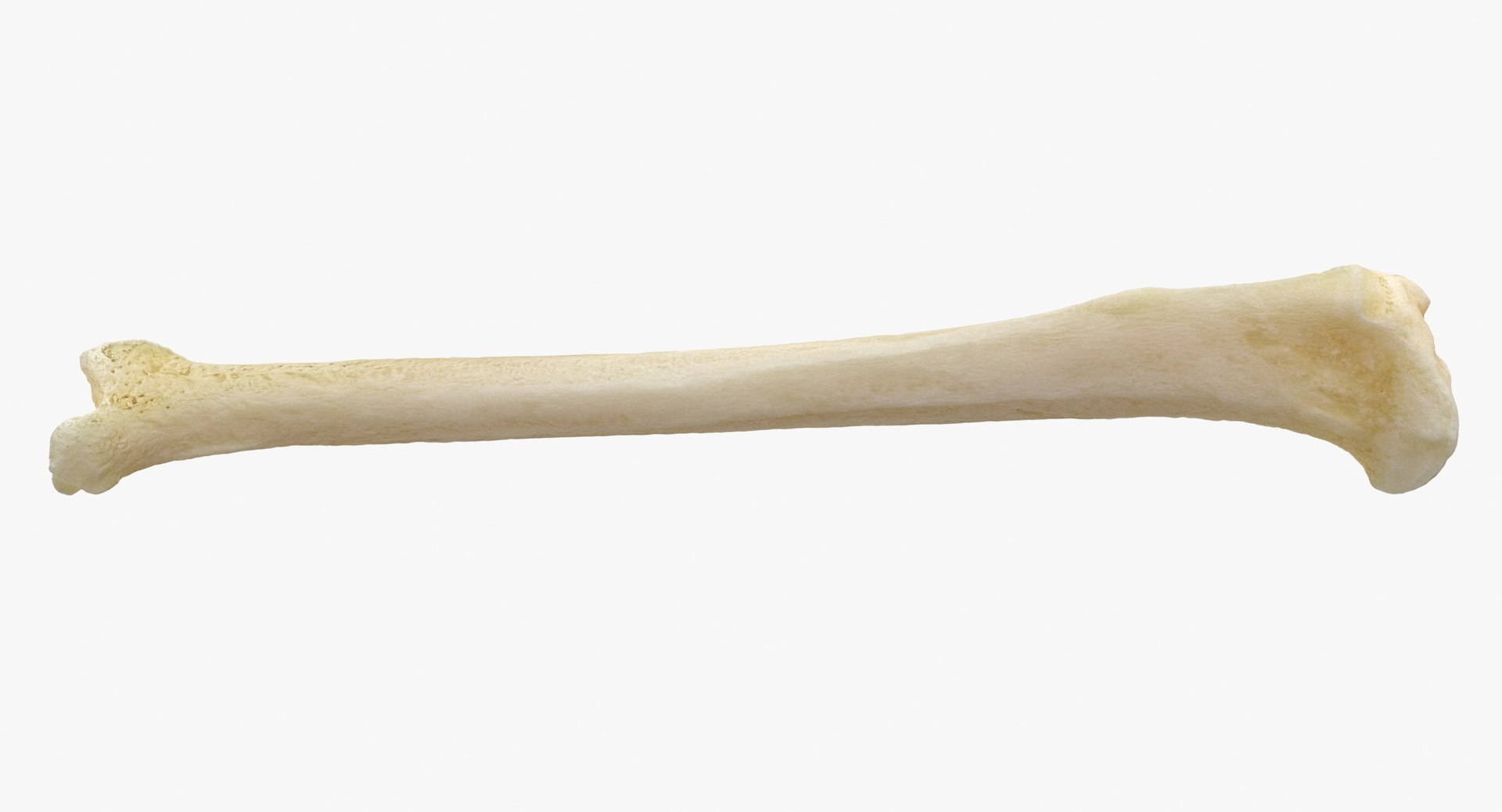 3D Model Domestic Cat Tibia Bone - TurboSquid 1588655