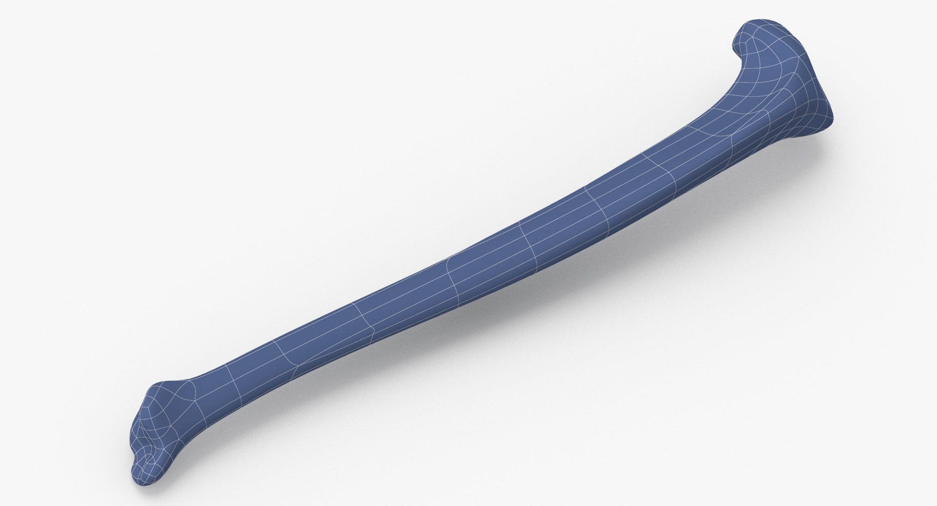 3D Model Domestic Cat Tibia Bone - TurboSquid 1588655