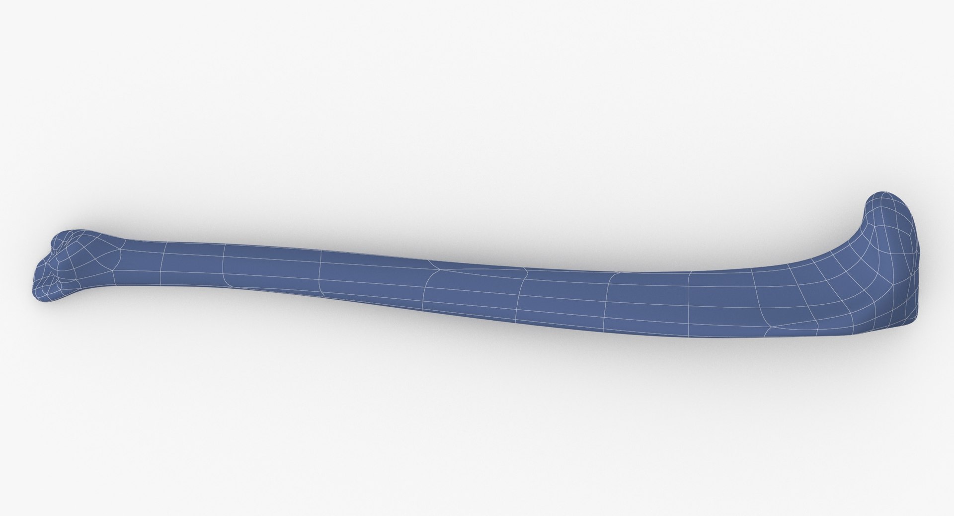 3D Model Domestic Cat Tibia Bone - TurboSquid 1588655