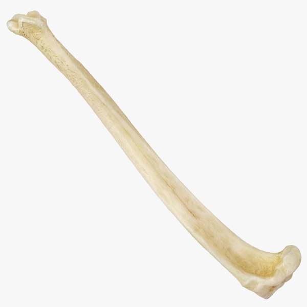 3D model domestic cat tibia bone - TurboSquid 1588655
