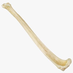 Real Domestic Cat Tibia Bone 01