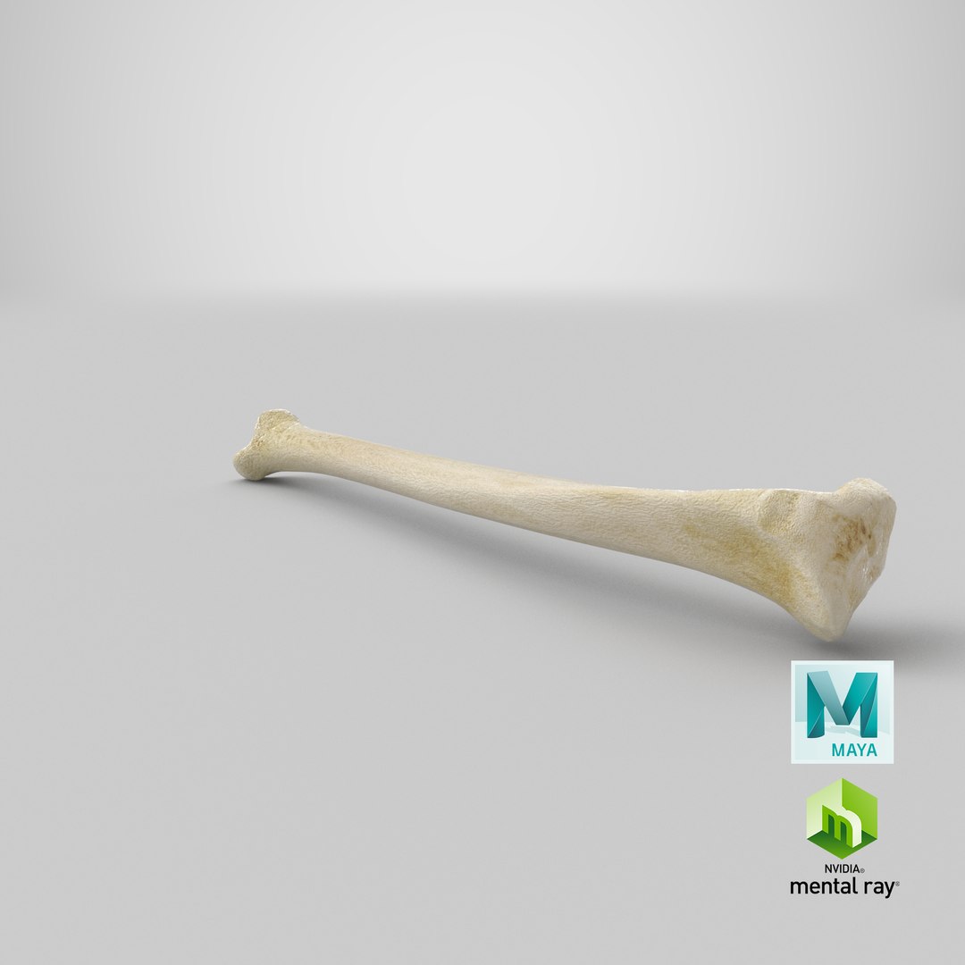 3D Model Domestic Cat Tibia Bone - TurboSquid 1588655